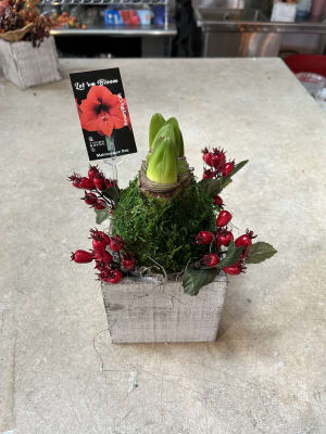 Christmas Magic Amaryllis Flower Bouquet