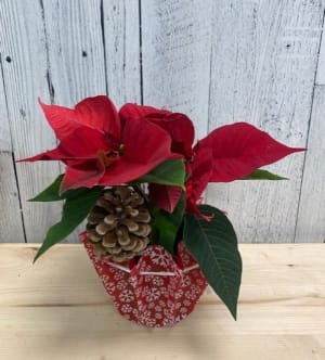 Pretty Poinsettia