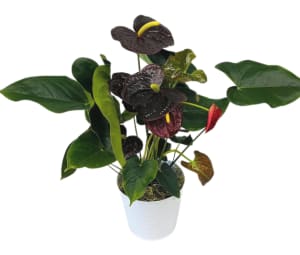 Burgundy Anthurium Plant in a White Tin PL-998 *ONLY 1 LEFT* Flower Bouquet