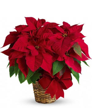 Red Poinsettia Flower Bouquet