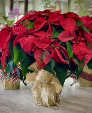 Poinsettia Flower Bouquet