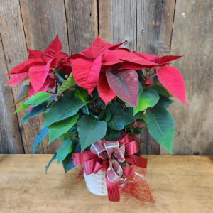 5.5 Red Poinsettia Flower Bouquet