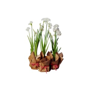 Paperwhites in kraft potcover Flower Bouquet