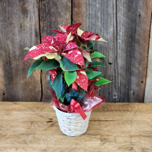 4.5in Red Glitter Point Flower Bouquet