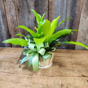 Lime Green Dracaena 6" potted Flower Bouquet