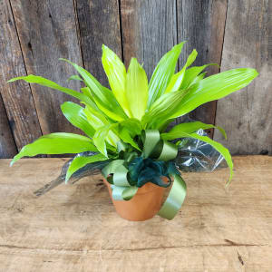 Lime Green Dracaena 6" potted Flower Bouquet