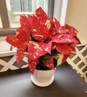 Standard Poinsettia