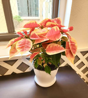 Standard Poinsettia