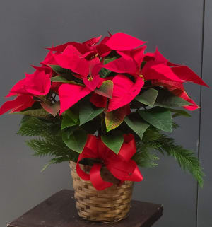 Red Poinsettia Flower Bouquet