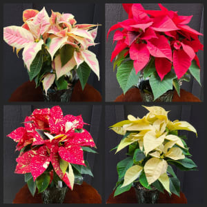 Poinsettia 8" Flower Arrangement Poinsettia 8" Flower Bouquet