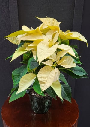 Poinsettia 8" Flower Arrangement Poinsettia 8" Flower Bouquet