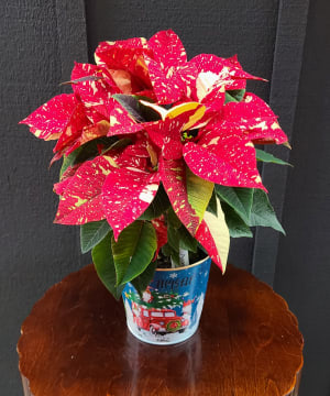 Poinsettia 8" Flower Arrangement Poinsettia 8" Flower Bouquet