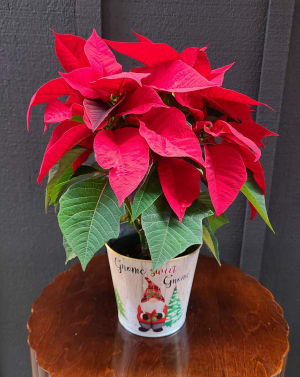 Poinsettia 8" Flower Arrangement Poinsettia 8" Flower Bouquet