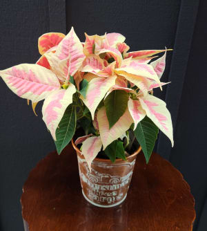 Poinsettia 8" Flower Arrangement Poinsettia 8" Flower Bouquet