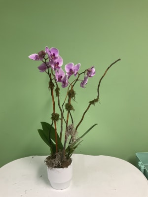 Double Stemmed Purple Phalaenopsis Flower Bouquet