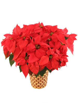 POINSETTIA Flower Bouquet