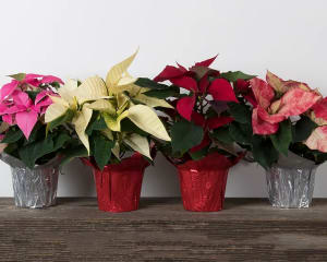 4" Poinsettia Flower Bouquet