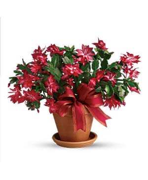 Christmas Cactus Flower Bouquet