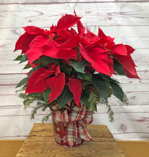 Holiday Dressed Poinsettia Plant Flower Bouquet