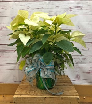 Holiday Dressed Poinsettia Plant Flower Arrangement Holiday Dressed Poinsettia Plant Flower Bouquet