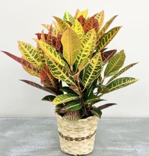 6" Croton Flower Bouquet