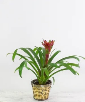 Bromeliad (colors will vary) Flower Bouquet