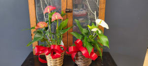 Anthurium Plant Flower Bouquet