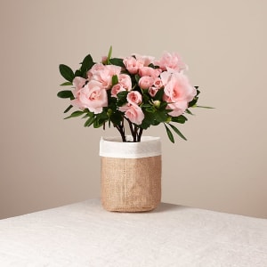 Pink Petals Rosalea Plant Flower Bouquet