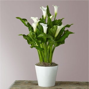 Classic White Calla Lily Flower Bouquet