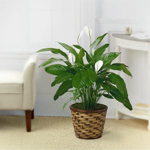 The Spathiphyllum Plant Flower Bouquet