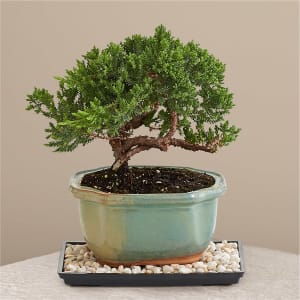 Juniper Bonsai Tree Flower Bouquet