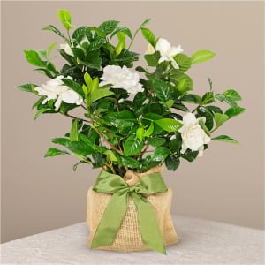 Graceful Gardenia Plant Flower Bouquet