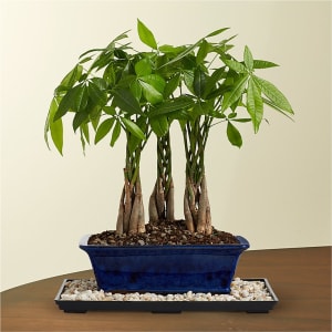 Braided Money Tree Grove Bonsai Flower Bouquet