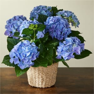 Beyond Blue Hydrangea Flower Bouquet