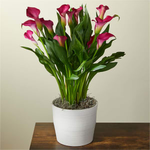 My Darling Pink Calla Lily Plant Flower Bouquet