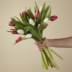 Candy Cane Tulips Flower Bouquet