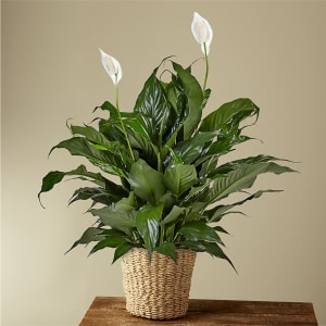 Peace Lily Plant