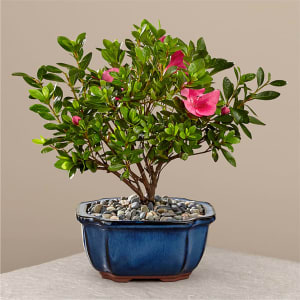 Azalea Bonsai Flower Bouquet