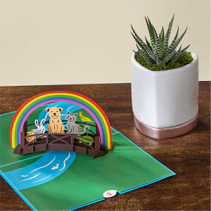 Zebra Haworthia Succulent & Rainbow Bridge Lovepop® Pop-Up Card Flower Bouquet