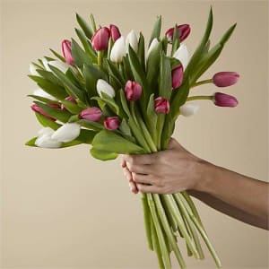 Candy Cane Tulips Flower Bouquet