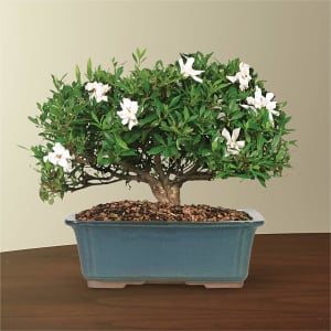 Gardenia Bonsai Flower Bouquet