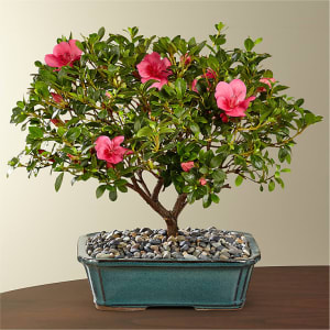 Azalea Bonsai Flower Bouquet