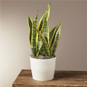 Snake Plant Flower Bouquet