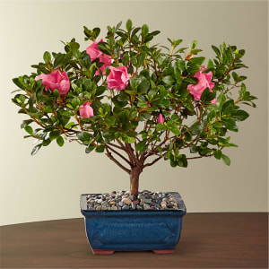 Azalea Bonsai Flower Bouquet