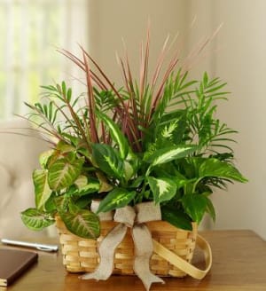 Classic Dish Garden for Sympathy Flower Bouquet