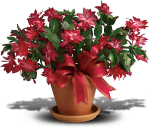 Merry Christmas Cactus Flower Bouquet