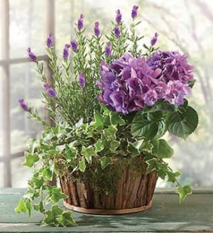 Lavender Dish Garden Flower Bouquet