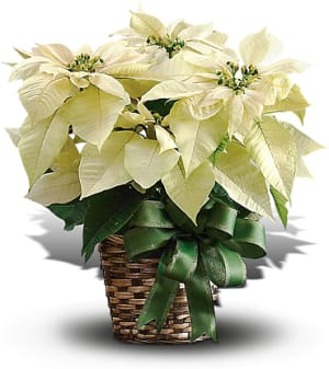 White Poinsettia Flower Bouquet