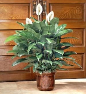 Spathiphyllum Floor Plant Flower Bouquet