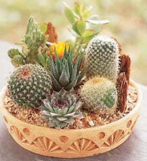 Cactus Dish Garden Flower Bouquet